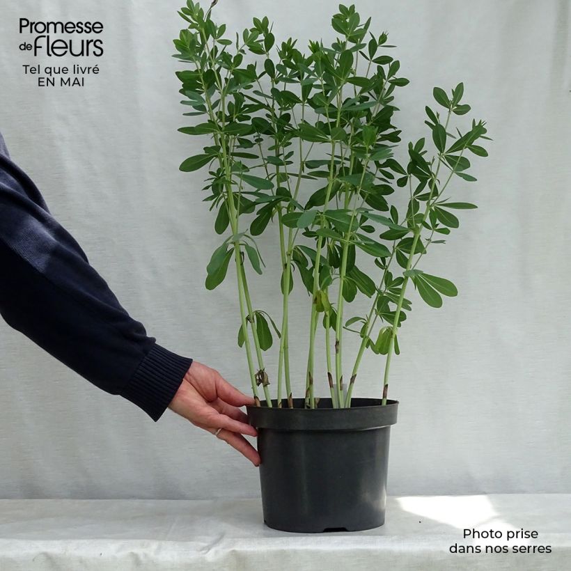 Baptisia Cherries Jubilee Maceta 4L/5L Ejemplar entregado en la primavera