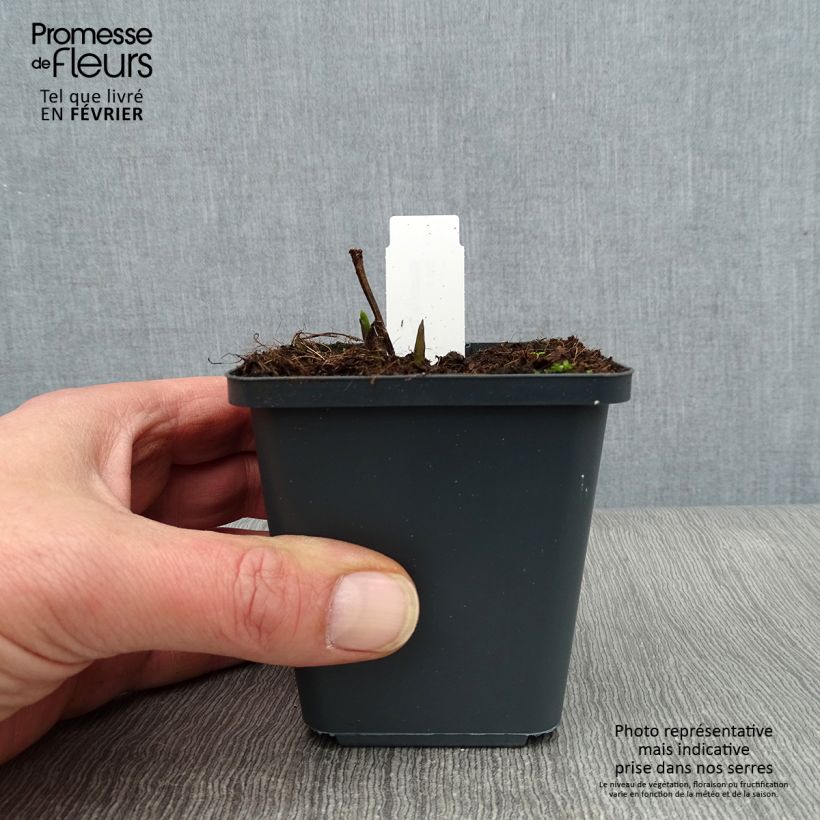 Baptisia Decadence Dark Chocolate Maceta de 8/9 cm Ejemplar entregado en invierno