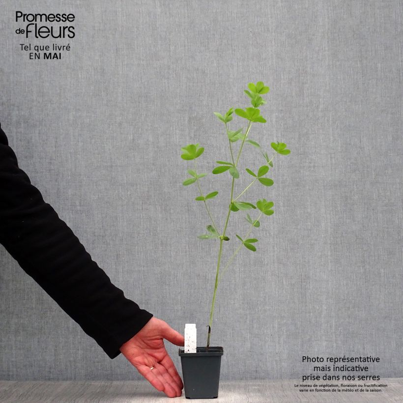 Baptisia Decadence Dark Chocolate Maceta de 8/9 cm Ejemplar entregado en la primavera