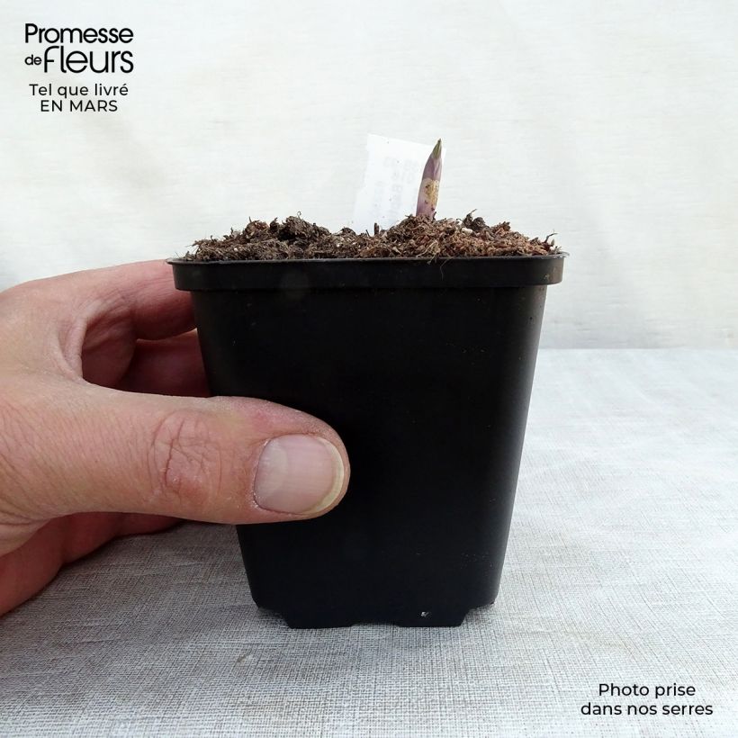 Baptisia Decadence Dutch Chocolate Maceta de 8/9 cm Ejemplar entregado en la primavera