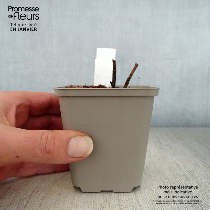 Baptisia Indigo Spires Maceta de 8/9 cm Ejemplar entregado en invierno