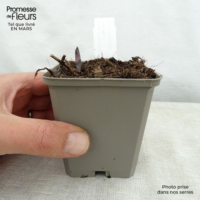 Baptisia Decadence Lemon Meringue Maceta de 8/9 cm Ejemplar entregado en la primavera