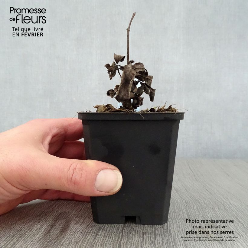 Baptisia Decadence Lemon Meringue Maceta de 8/9 cm Ejemplar entregado en invierno