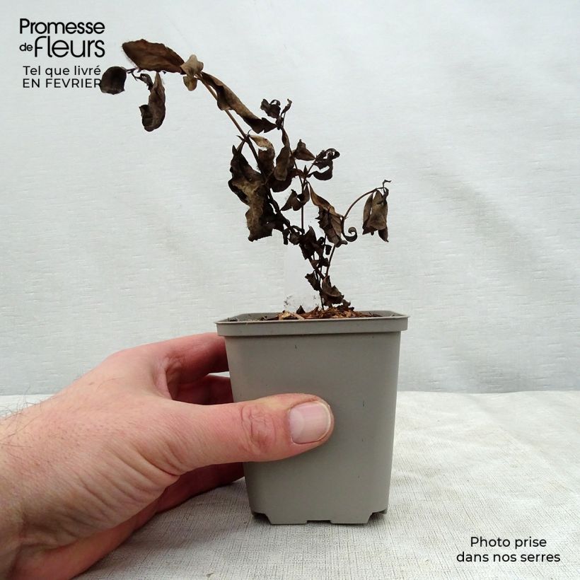 Baptisia Decadence Deluxe Pink Lemonade Maceta de 8/9 cm Ejemplar entregado en invierno