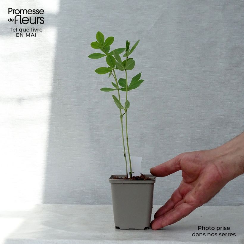 Baptisia Decadence Deluxe Pink Lemonade Maceta de 8/9 cm Ejemplar entregado en la primavera