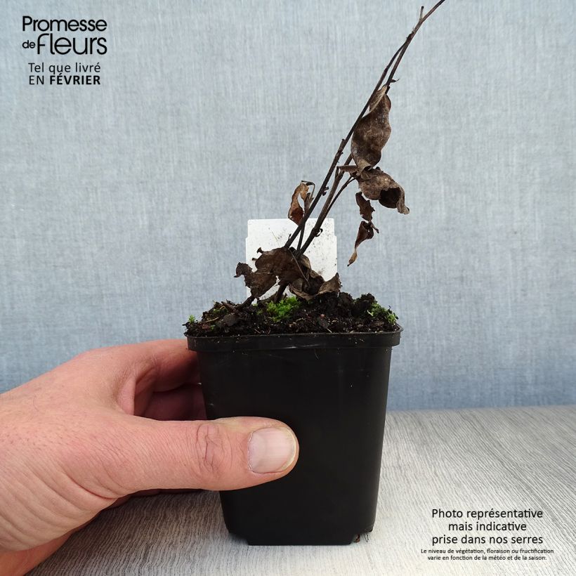 Baptisia Decadence Pink Truffles Maceta de 8/9 cm Ejemplar entregado en invierno