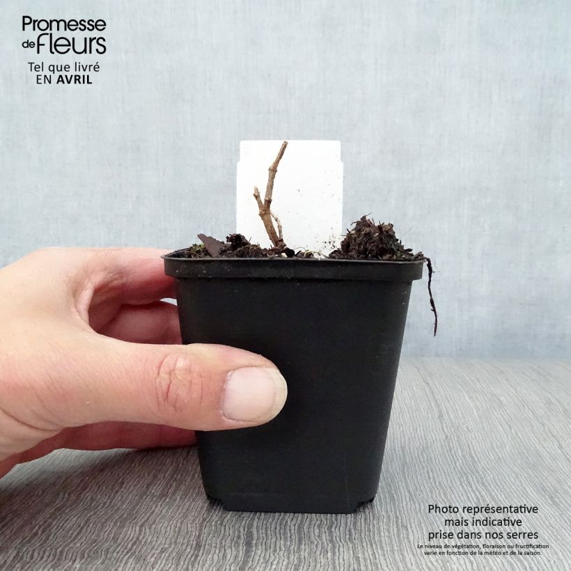 Baptisia Decadence Pink Truffles Maceta de 8/9 cm Ejemplar entregado en la primavera