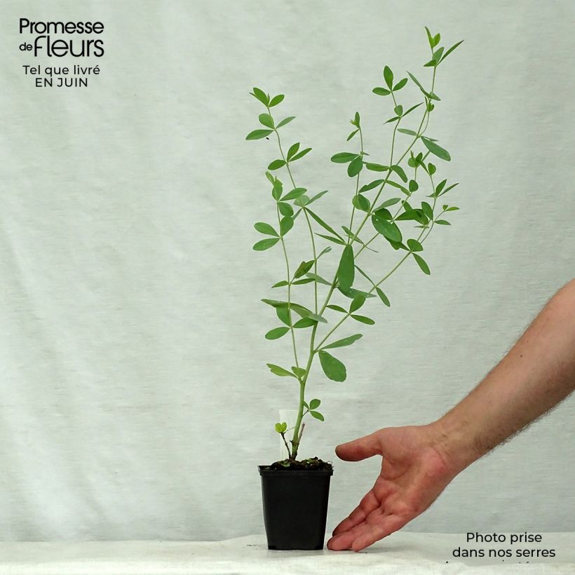 Ejemplar de Baptisia Starlite Prairieblues Maceta de 8/9 cm entregado en verano