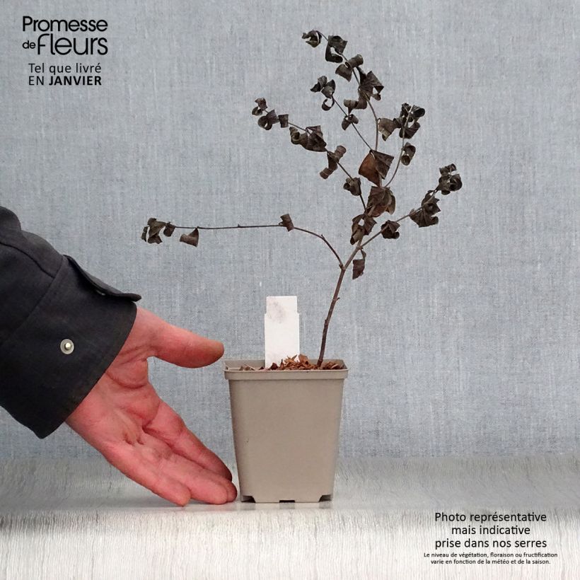 Baptisia Starlite Prairieblues Maceta de 8/9 cm Ejemplar entregado en invierno