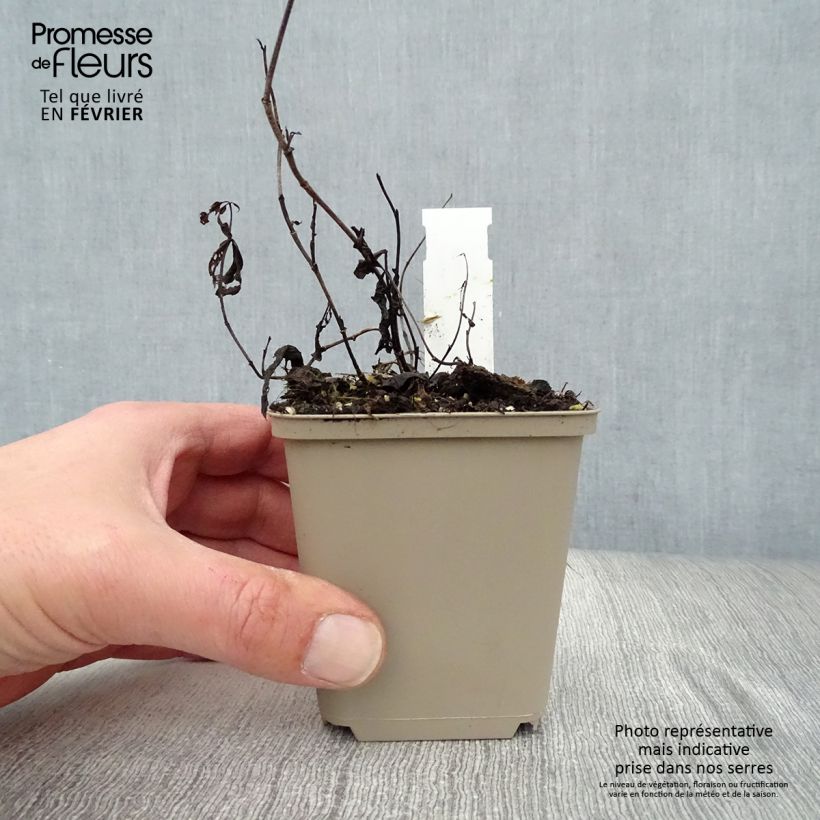 Baptisia Decadence Vanilla Cream Maceta de 8/9 cm Ejemplar entregado en invierno