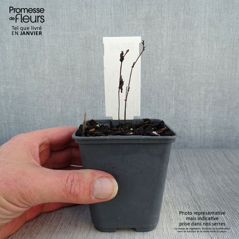 Baptisia alba var macrophylla - Falso índigo blanco Maceta de 8/9 cm Ejemplar entregado en invierno