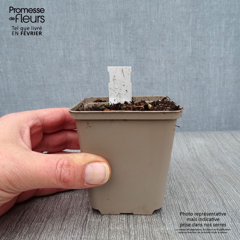 Baptisia albescens Pink Form Maceta de 8/9 cm Ejemplar entregado en invierno