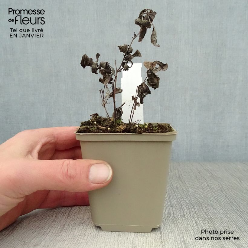 Baptisia australis Dark Blue Maceta de 8/9 cm Ejemplar entregado en invierno