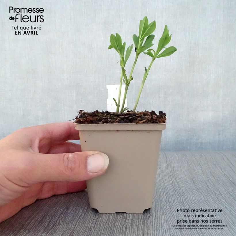 Baptisia australis Dark Blue Maceta de 8/9 cm Ejemplar entregado en la primavera