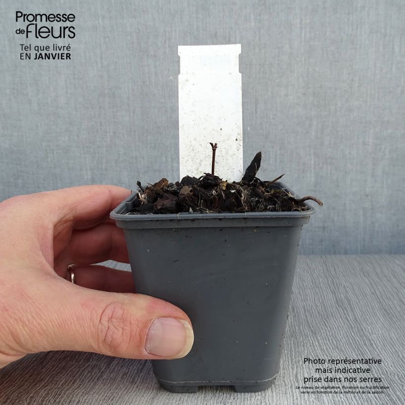 Baptisia bracteata Maceta de 8/9 cm Ejemplar entregado en invierno