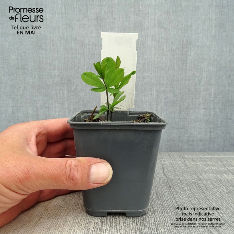 Baptisia bracteata Maceta de 8/9 cm Ejemplar entregado en la primavera