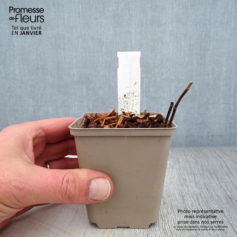 Baptisia alba - Falso índigo blanco Maceta de 8/9 cm Ejemplar entregado en invierno