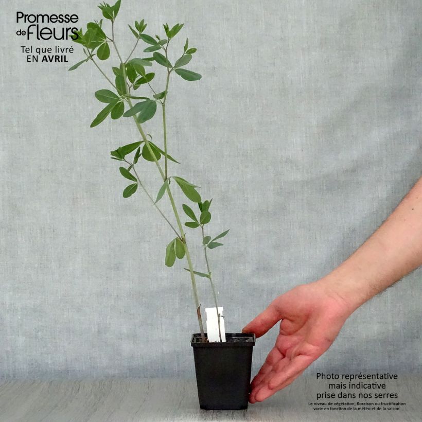 Baptisia sphaerocarpa - índigo amarillo Maceta de 8/9 cm Ejemplar entregado en la primavera