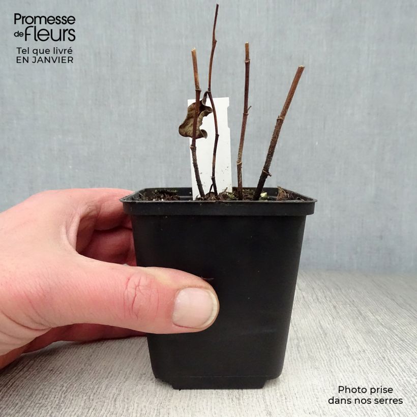 Baptisia sphaerocarpa - índigo amarillo Maceta de 8/9 cm Ejemplar entregado en invierno