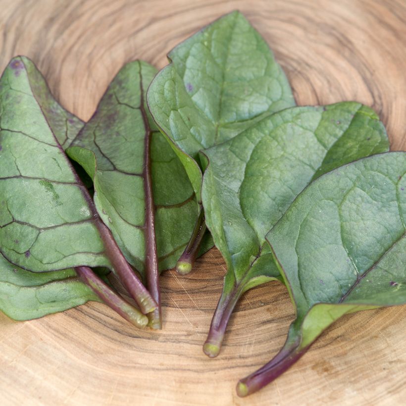 Espinaca de Malabar Select Red - Basella alba (Follaje)