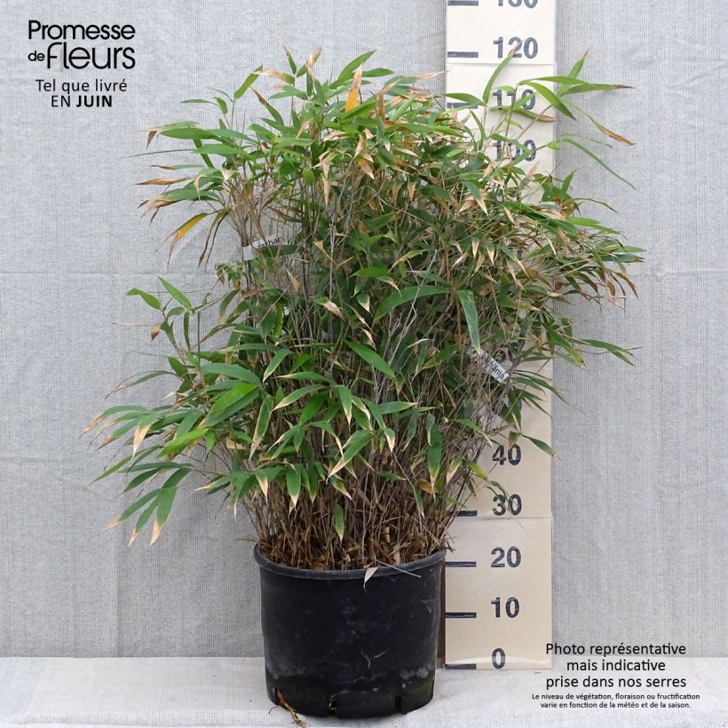 Ejemplar de Bashania fargesii - Bambú Maceta 12L/15L entregado en verano