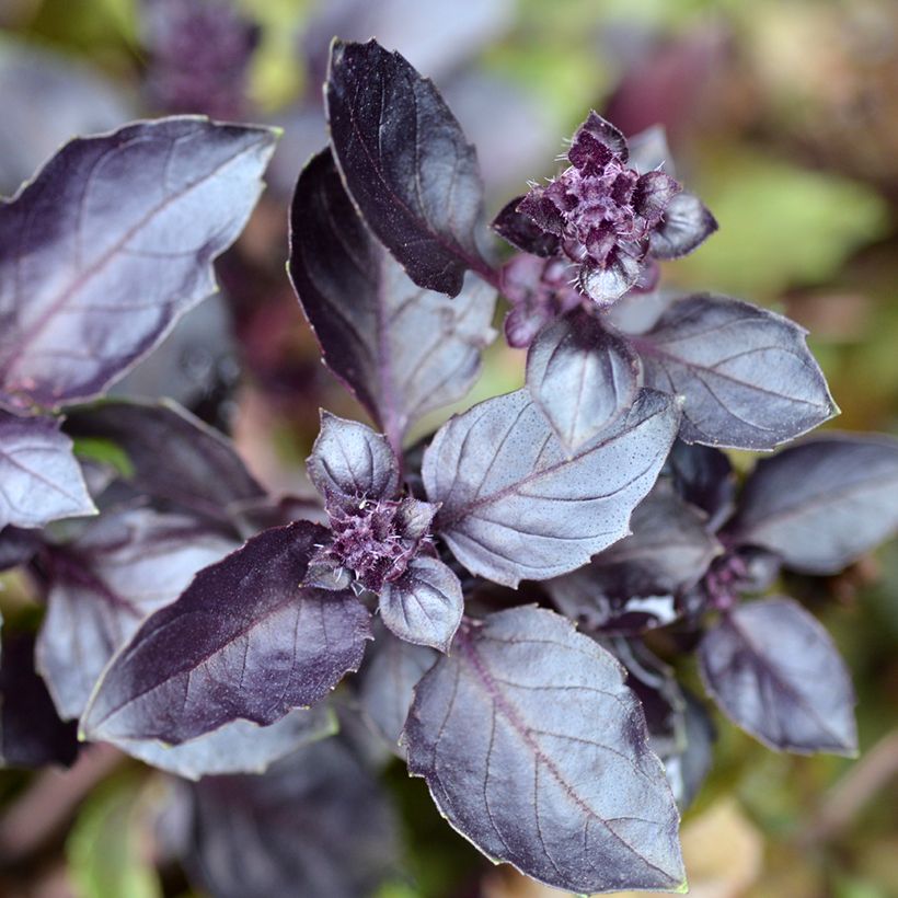 Albahaca Dark Opal (Follaje)