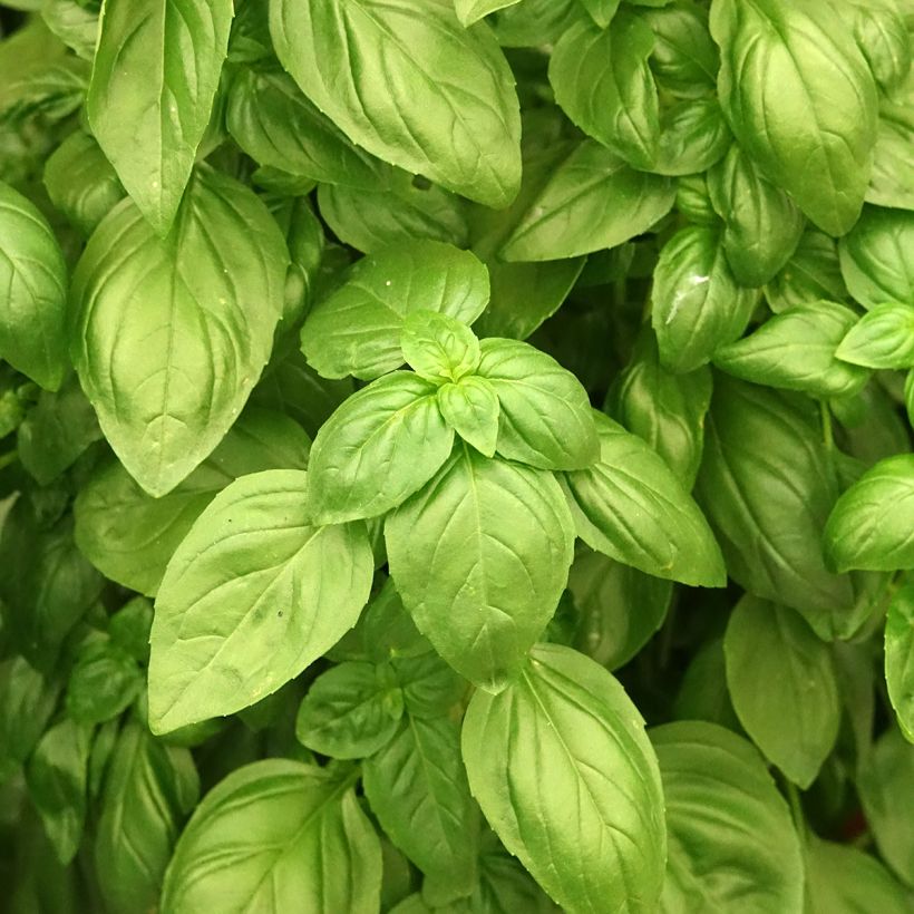 Albahaca Everleaf Emerald Tower (semillas) (Follaje)