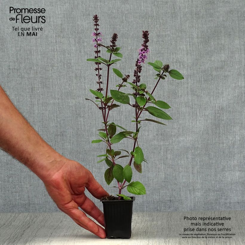 Albahaca Magic Mountain Maceta de 7/8 cm Ejemplar entregado en la primavera