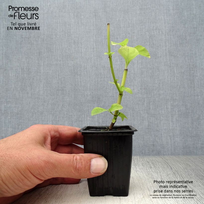 Ejemplar de Albahaca Selloi Maceta de 8/9 cm entregado en otoño