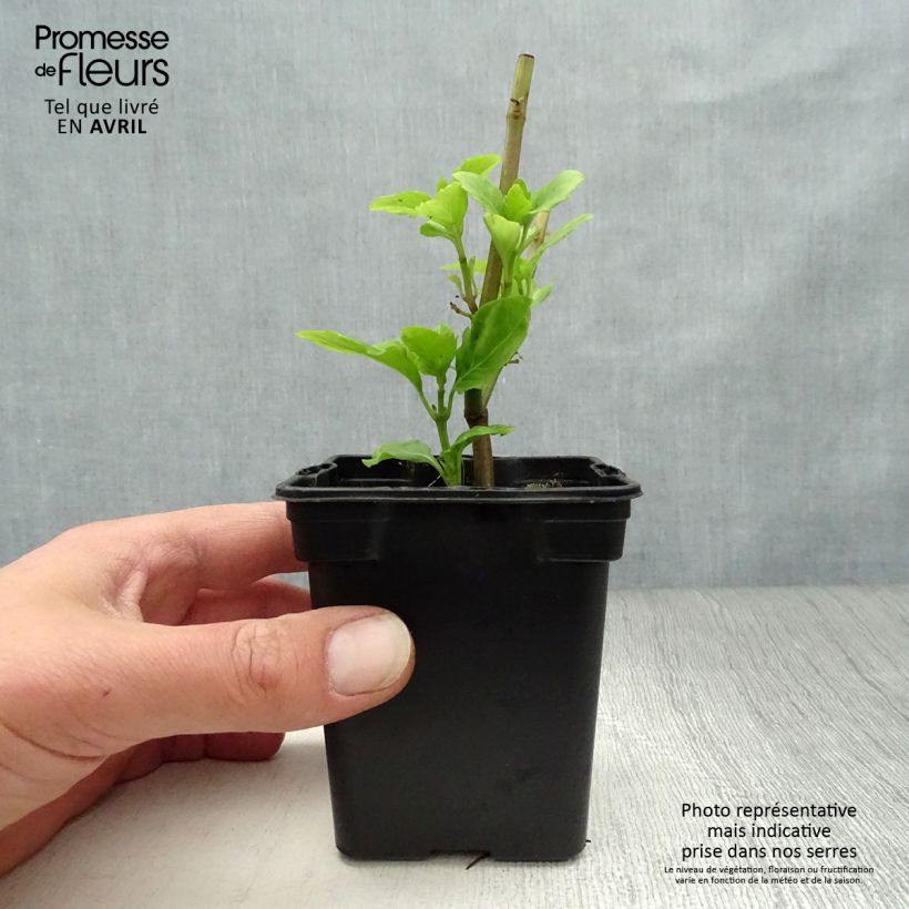 Albahaca Selloi Maceta de 8/9 cm Ejemplar entregado en la primavera