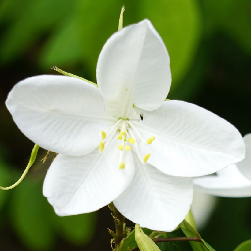 Bauhinia acuminata - Pata de vaca (Floración)