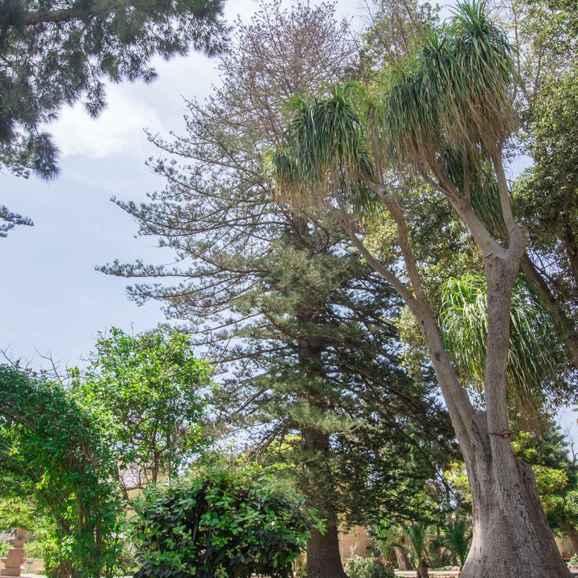 Beaucarnea recurvata - Nolina (Porte)