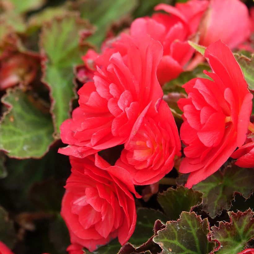 Begonia Bellissa Red (Floración)