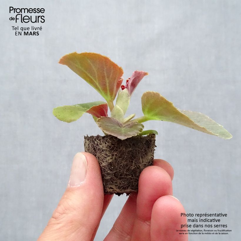 Begonia F1 Big Rose Bronze Leaf minicepellón: Ø 3/4 cm Ejemplar entregado en la primavera