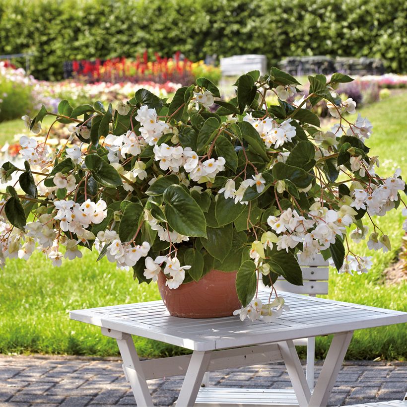 Begonia Dragon Wing White (Porte)