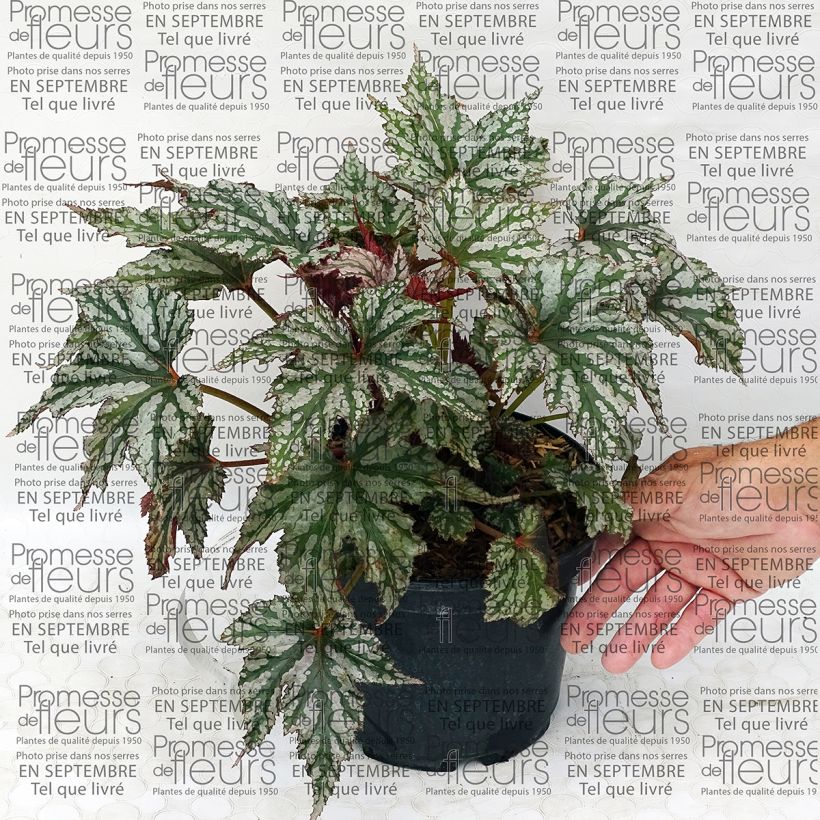 Ejemplo de ejemplar de Begonia Garden Angel Silver Maceta 2L/3L tal y como se entrega