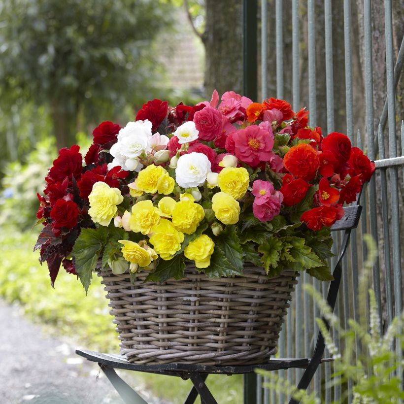 Begonia multiflora Maxima mix 6 colores (Porte)