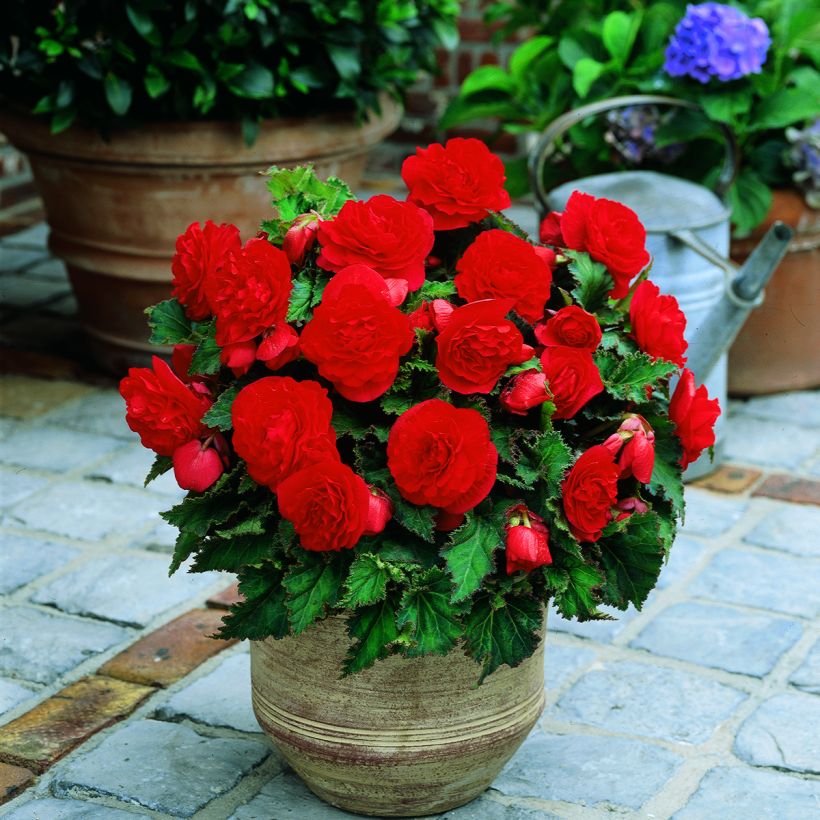 Begonia Non Stop Scarlet (Porte)