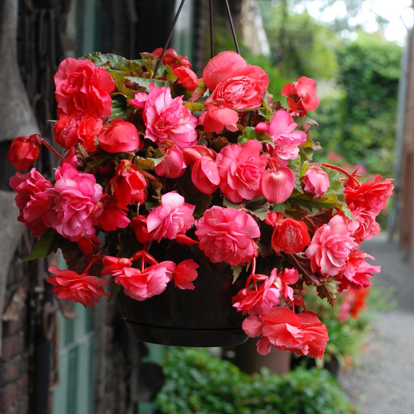 Begonia odorat Pink Delight (Floración)
