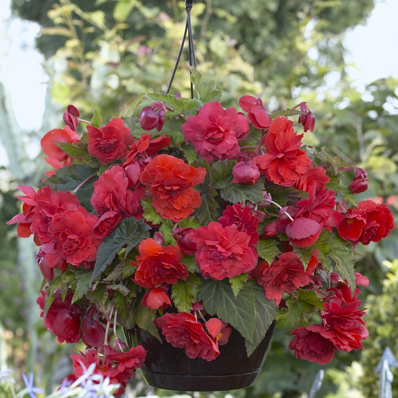 Begonia odorata Red Glory (Floración)