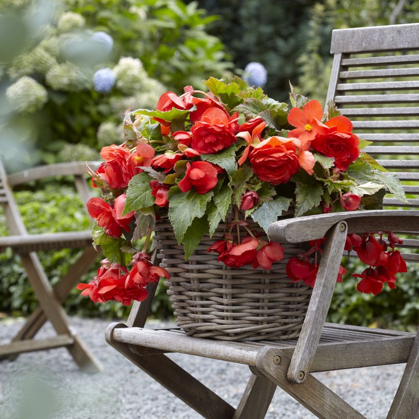Begonia odorata Red Glory (Porte)