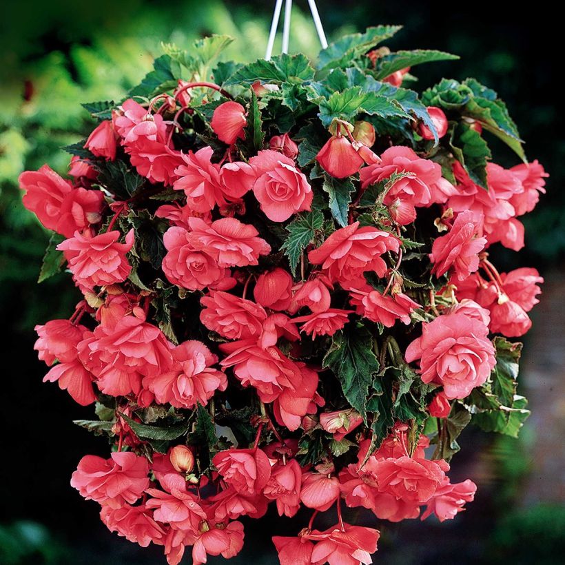 Begonia Pendula Cascade Pink (Floración)