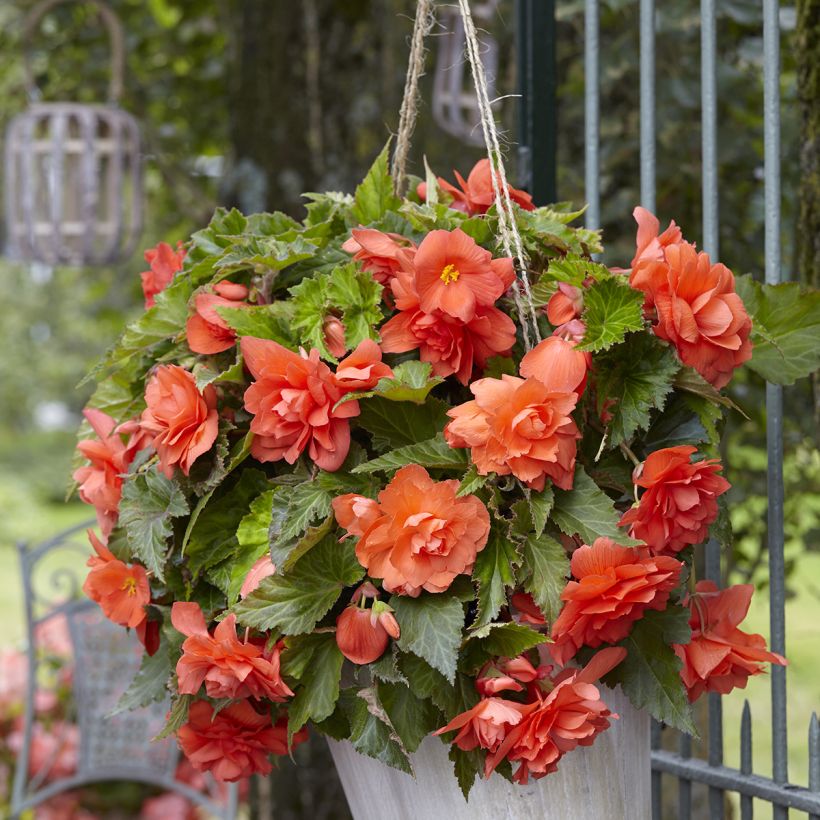 Begonia Pendula Cascade Salmon (Porte)