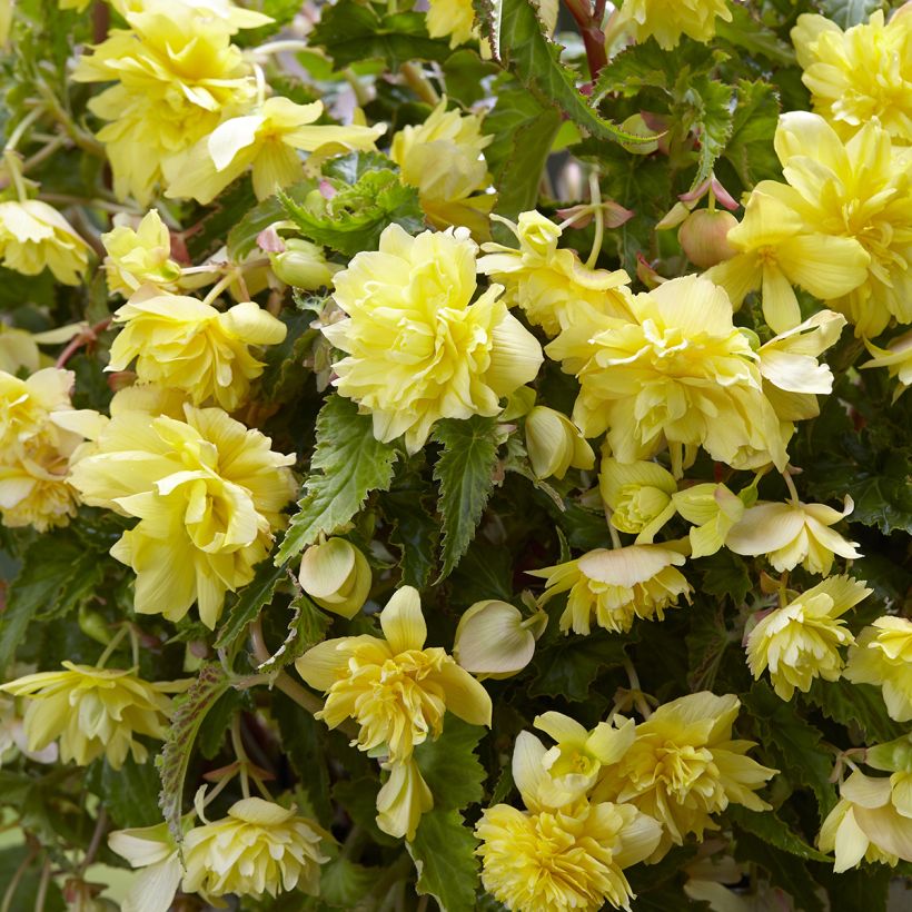 Begonia Pendula Cascade Yellow (Floración)