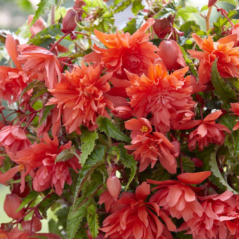 Begonia Pendula Salmon (Floración)