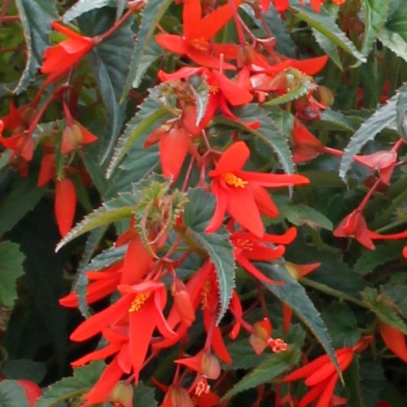 Begonia Santa Cruz Orange (Floración)