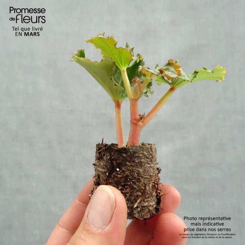Begonia Sunbrero Bicolor minicepellón: Ø 3/4 cm Ejemplar entregado en la primavera
