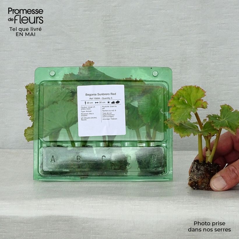 Begonia Sunbrero Red minicepellón: Ø 3/4 cm Ejemplar entregado en la primavera