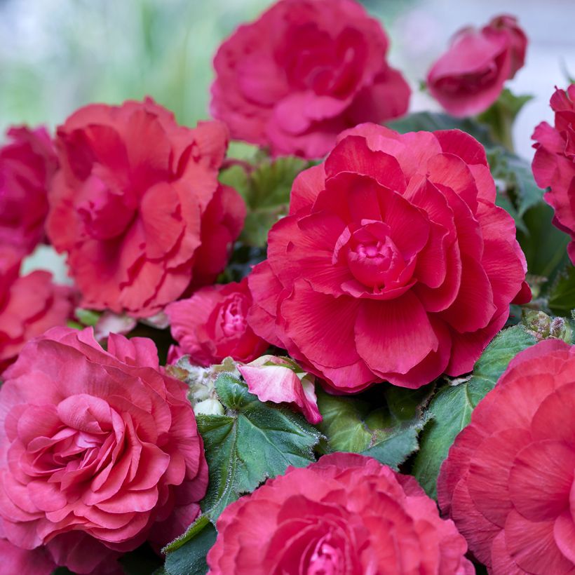 Begonia Superba Pink (Floración)