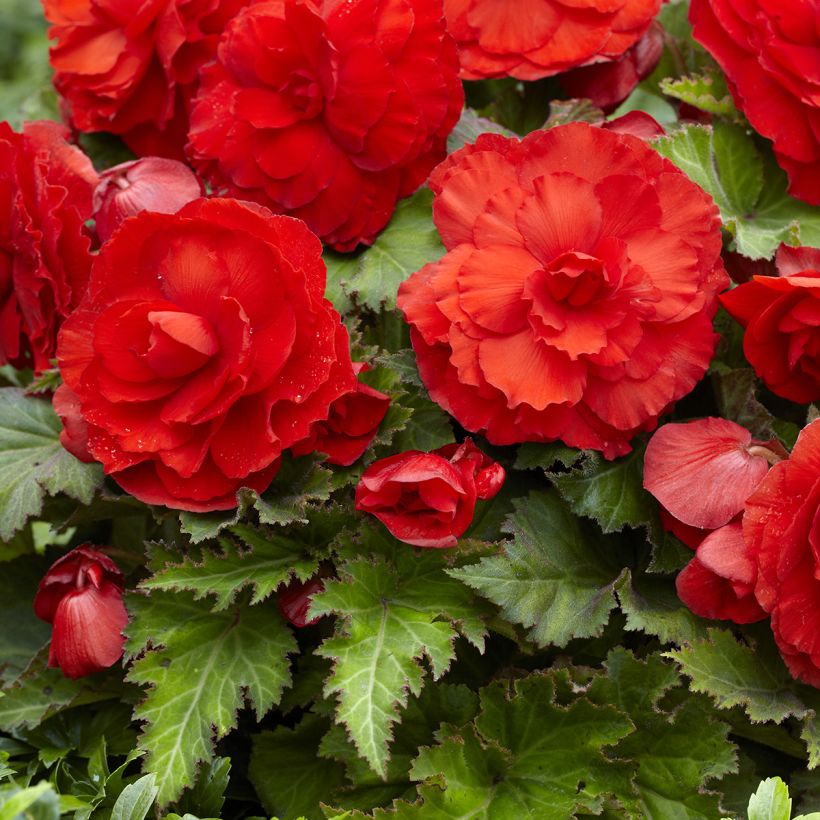 Begonia Superba Red (Floración)